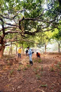 Arturo D'souza with his weed cutting machine was very instrumental in cleaning of the park
