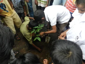 Tree Plantation on August 15th 2013