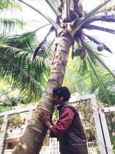 Coconut Love, Coconut Valentine