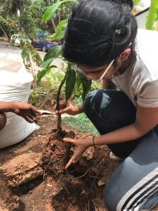 Tree plantation at various school
