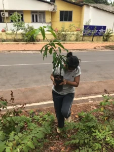 Tree plantation at various school