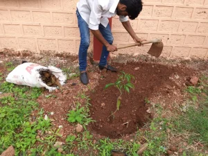 Tree plantation at various school