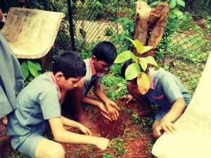 Tree plantation at various school