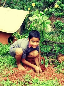 Tree plantation at various school