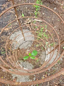 Tree plantation on 18th June  Road